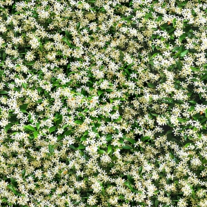 花卉花丛-ID:697310924