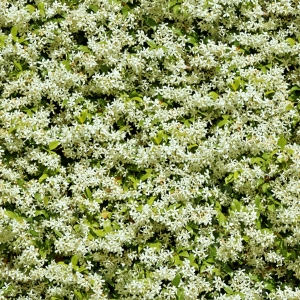 花卉花丛-ID:782757049