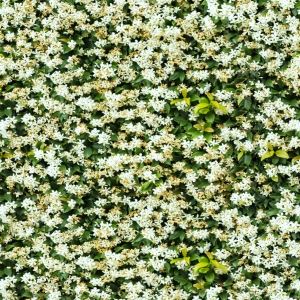 花卉花丛-ID:407810937