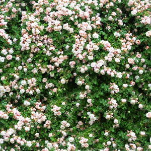 花卉花丛-ID:594202042