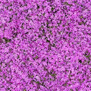 花卉花丛-ID:558741093