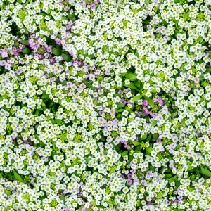 花卉花丛-ID:403890645