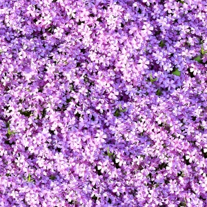 花卉花丛-ID:350960976