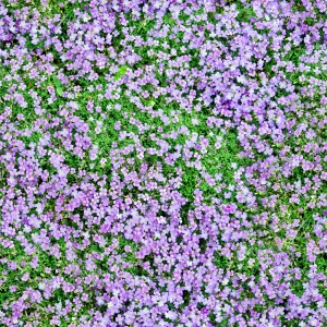 花卉花丛-ID:407448059