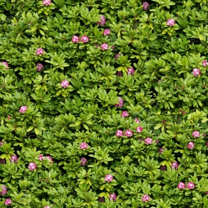花卉花丛-ID:248704912