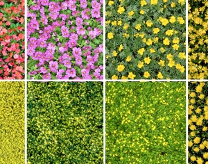 花卉花丛-ID:559354077