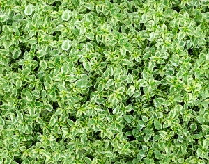 草皮地面-ID:874025118