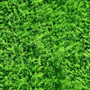 ModernGrass
