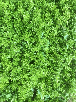 草皮地面-ID:921772002