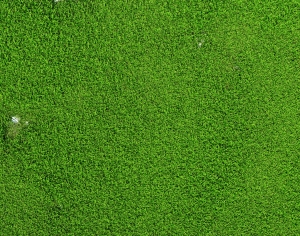 户外草皮地面-ID:557533038