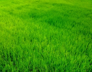 ModernGrass