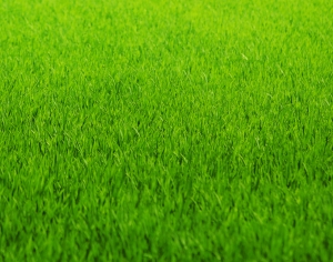 现代草皮地面-ID:570331108