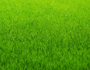ModernGrass