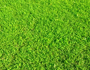 现代草皮地面-ID:165914067