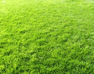 ModernGrass