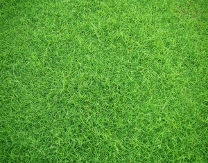 ModernGrass