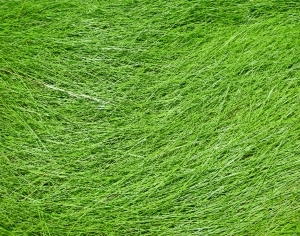 ModernGrass