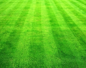 ModernGrass
