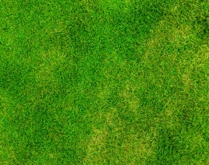 ModernGrass