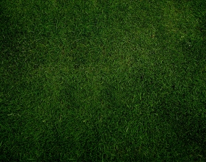 草皮地面-ID:124463088