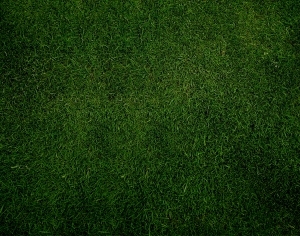 ModernGrass