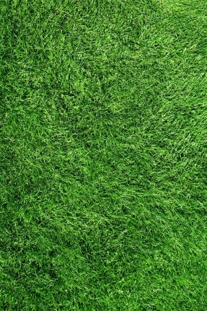 ModernGrass