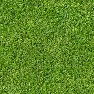 ModernGrass