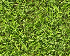ModernGrass