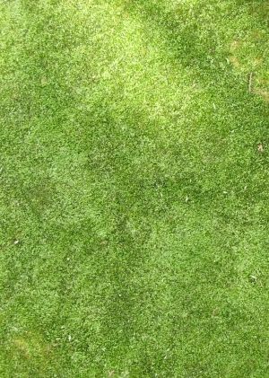 ModernGrass