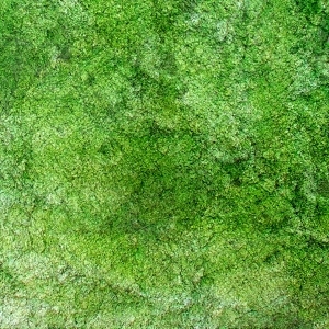 ModernGrass