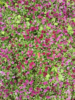 鲜花花草-ID:673616894