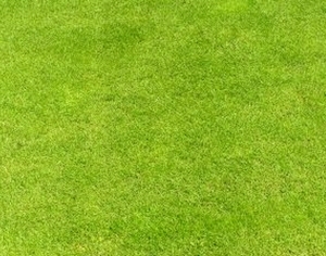 ModernGrass