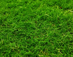 现代草皮地面-ID:248662957