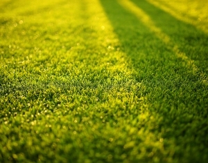 ModernGrass