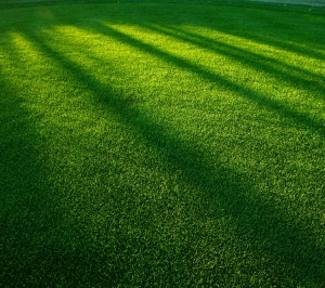 ModernGrass