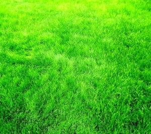 ModernGrass