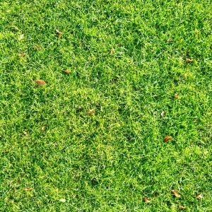 ModernGrass