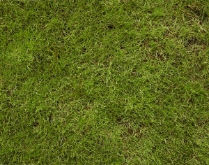ModernGrass