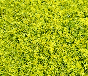 现代草皮地面-ID:322160016