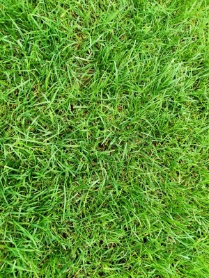 ModernGrass