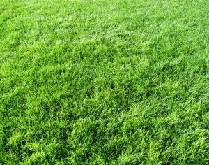 ModernGrass