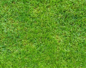 ModernGrass