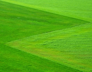 ModernGrass