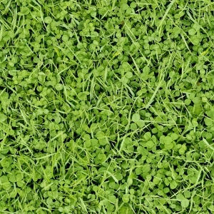 ModernGrass