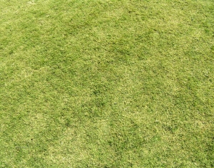 草皮地面-ID:727049114