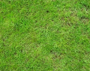 ModernGrass