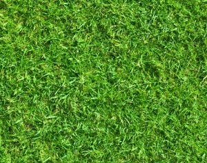 ModernGrass