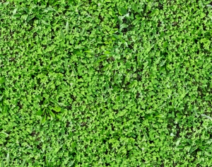 草皮地面-ID:488013039