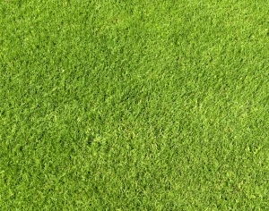 ModernGrass