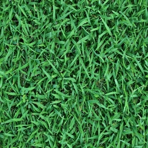 ModernGrass